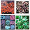 Hosta zwiebeln–Winterhart Mehrjährig Hosta Pflanze Hosta Pflanze Winterhart Funkien Pflanze Winterhart Funkien Zwiebeln Funkien Knollen Funkien Rhizome Funkien Kaufen Gartenblumen-8zwiebeln-e