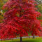 20 semi di albero rosso Nyssa Sylvatica