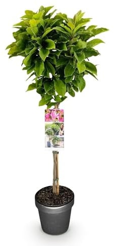 GreenboutiQ - Plante sur Tige - Magnolia Susan - Plante de Terrasse - Feuilles Caduques - Résistante au Froid - Fleurs Roses - Pot 19cm Hauteur 90cm