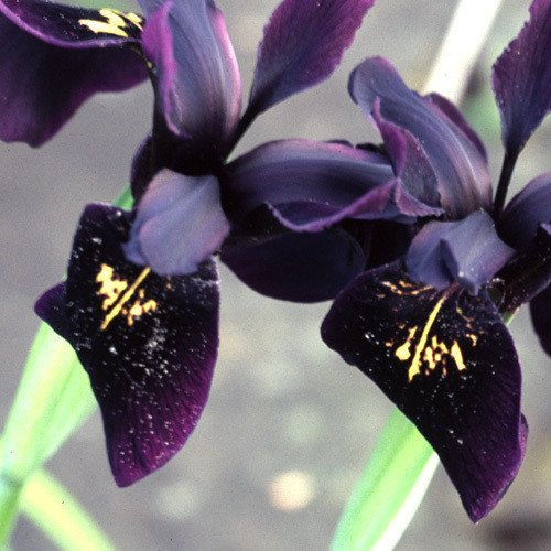 - Iris Chrysographes 'Black Gold' Seeds: Only Seeds