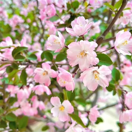 50 pcs begonien winterhart samen deko büro blumensamen bienenwiese geschenk balkonpflanzen winterhart sommerblumen samen garten geschenke für männer steingartenpflanzen winterhart