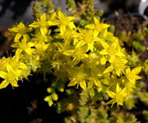 Scharfer Mauerpfeffer - Sedum acre bot. Art Verpackungseinheit 20
