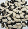 20+ Certified Organic Calypso Buschbohne Samen ~ Orka Bohnen ~ Yin Yang