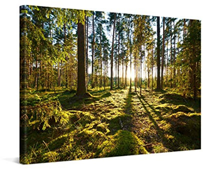 PICANOVA – Leinwandbild Sonnenaufgang im Kiefernwald 120x80cm – Premium Leinwanddruck – Wandbild Kunstdruck Auf 2cm Holz-Keilrahmen Für Schlaf- Und Wohnzimmer Wanddekoration – Kollektion Wald