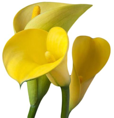 kiskick 300 Stück Calla-Lilien-Samen, Bonsai-Pflanze, Hausgarten, Hof, Balkon, Blumendekoration, Garten | Gartengeschenk für Männer und Frauen Calla-Lilien-Samen 300 Stk