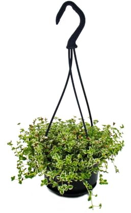 Pflegeleichte Mini-Ampelpflanze - Sedum floriferum 'Little Missy' - kleinblättrige Fette Henne