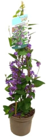 Planta natural trepadora Hardenbergia, 90-100 cm. Planta trepadora con flores moradas, conocida como glicina falsa. Segura Garden.