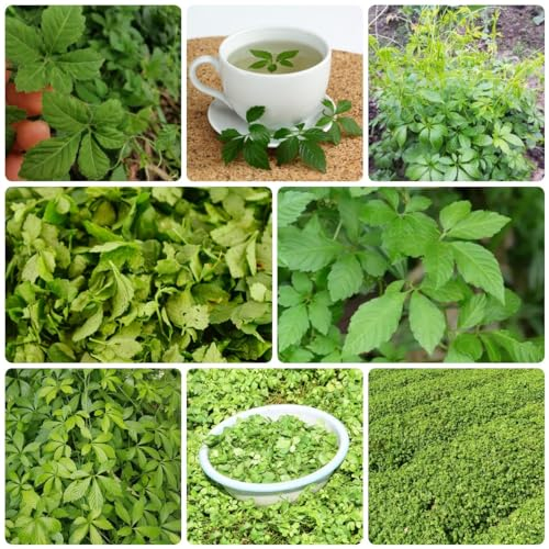 500 Pcs Jiaogulan Bio Samen - Gynostemma Pentaphyllum - Heilkräuter Samen, Kräuterpflanzen Gartenkräuter Jiaogulan Pflanze Kaufen Samen, Kräuter Samen, Gartendeko Für Draußen Nachhaltige