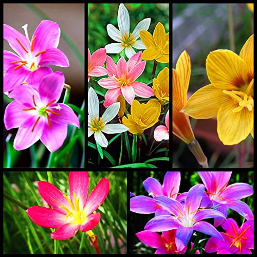 Adatto per piantare bulbi di giglio di pioggia? Ammirare i fiori affascinanti?Valore Ornamentale-20Bulbi
