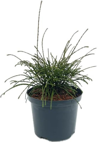 Thuja plicata 'Whipcord' von Intragarten - Riesenlebensbaum 'Whipcord' im Topf