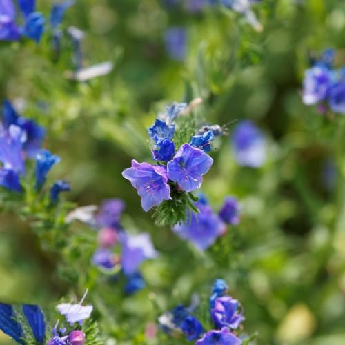 70 pcs natternkopf samen mehrjährig, kräutergarten küche, bodendecker samen winterhart (Echium vulgare) kräuter fensterbank, garten pflanzen heilpflanzen samen, alte sorten saatgut
