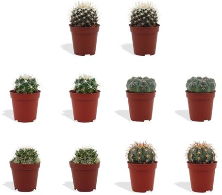 DutchLeafs Kugelkaktus Mix 10 Stück Verschiedene Mini-Kakteen - Topf 5,5 cm - Mammillaria Kaktus Kleine Pflanzen Sammlung Pflegeleichte Zimmerpflanzen - Höhe 8-15 cm