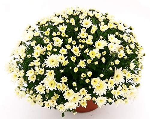 POWERS TO FLOWERS - CRISANTEMO MARGHERITA BIANCO, XXL, VASO 22CM, Pianta Vera