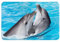 LZNJZ Weiche, rutschfeste, Badezimmermatte, wasserspielende Delfin-Badematte für Badezimmer, maschinenwaschbar (60 x 40 cm)