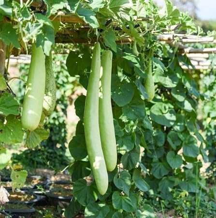 80pcs New Fresh Sicilian Zucchini Vegetable Seeds