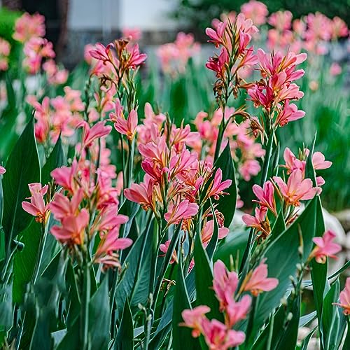 6 pcs knollen canna pflanzen winterhart - dekopflanzen dachbegrünung,Canna indica,cannas Canna Lily zwiebeln deko büro frühblüher zwiebeln hydrokultur pflanzen flowers winterlinge