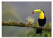 H6460M_PL1A3 Foto-Poster, 42 x 29,70 cm, Tukan
