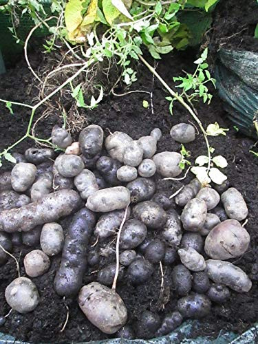 10 di Patate Tuberi Piccolo Viola - Viola Chair - Variété du patrimoine français