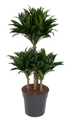 Dracaena Compacta Drachenbaum Zimmerpflanze grün 80 cm