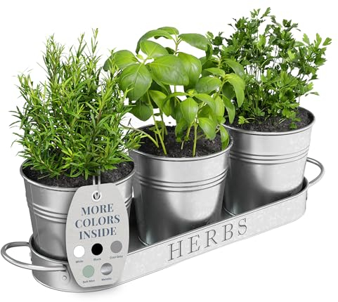 Barnyard Designs Herb Pot Planter Set with Tray for Indoor Garden or Outdoor Use, Decorative Galvanized Metal Succulent Potted Planters for Kitchen, (Set of 3, 11 x 10cm Planters on 32 x 10cm)