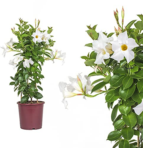 Dipladenia Mandevilla/Chilenischer Jasmin - in tollen unterschiedlichen bunten Farben - circa 50 bis 60cm / bunt blühende Kletterpflanze - Pflegeleicht (Weiß)