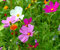 Schmuckkörbchen Mix - Cosmos bipinnatus - Cosmee - Kosmee - Blume - 200 Samen