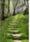 Aoihrraan 1,5x2,2m Frühling Natur Kulisse Fotografie Hintergrund Grün Wald Dschungel Weg Sonnenschein Wild Gras Hintergrund Outdoor Wandern Reisen Party Kind Erwachsene Portrait Foto Video Requisiten