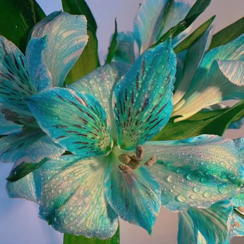 8 pcs lilien zwiebeln winterhart, Riesenlilien Baumlilien, garten geschenke für frauen, extrem winterharte kübelpflanzen (Lilium brownii) blumenzwiebeln frühblüher, mini geschenke