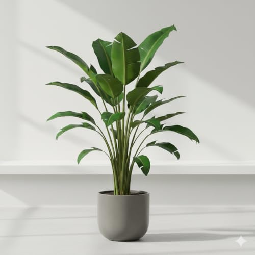 Strelitzia Nicolai XXL Paradiesvogelpflanze, Große Lebende Grüne Interieurpflanze, 150-170cm Höhe, 28cm Topf