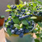 semi di piante di mirtillo per balcone - mirtillo - decorazione del soggiorno semi coltivazione piante alberi, per luoghi soleggiati rare alberi da frutto colonnari da giardino 130pcs