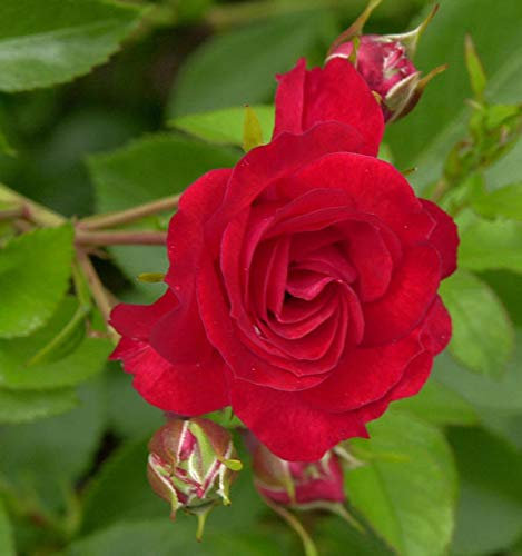 Hochstamm Rose Scarlet Meidiland 80-100cm - Gartenpflanze