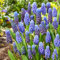 Bulbi di giacinto-Piante di giacinto-Muscari-piccoli e carini-La scelta migliore per la decorazione del balcone e la piantagione del giardino-e-6 bulbi