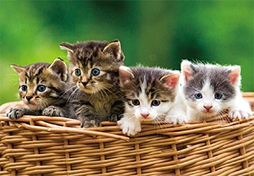 3 D Platzset Katzen, 2erSet, Tischset, Tier Tiere, Katze Kätzchen Haustiere