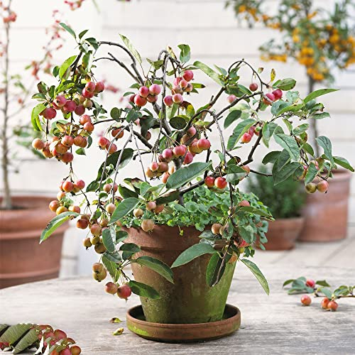 Apfelbaum Apfel Samen Obst Bonsai Baum SäUlenobstbäUme Bio Saatgut Baumsamen Pflanzen ZüChten Hochbeet Bonsai Samen Balkonpflanzen Herbst Deko Winterharte KüBelpflanzen Bonsaibaum 80 Apfelbaum Seed