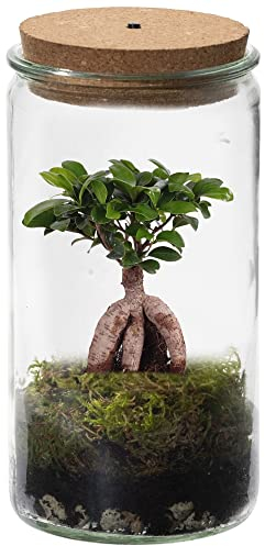 vdvelde.com - Mini Bonsai Weck Glas - Ecoworld Flaschengarten mit Bonsai im Glas - Pflanzen Terrarium Glas Ø 11 cm ↥ 21 cm - Mini Ökosystem mit Licht