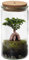 vdvelde.com - Mini Bonsai Weck Glas - Ecoworld Flaschengarten mit Bonsai im Glas - Pflanzen Terrarium Glas Ø 11 cm ↥ 21 cm - Mini Ökosystem mit Licht