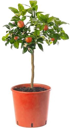 Assorted Indoor Citrus Trees Collection Lemon, Lime, Orange, Grapefruit, Kumquat (Red Lime (2-3ft))