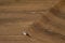 d-c-fix Möbel-Klebefolie Flagstaff Oak Holz-Optik 90 cm x 2,1 m - Möbelfolie selbstklebend Deko-Folie Küche Schrank Tisch Holzfolie Türfolie Türtapete Tür Eiche Vintage Industrial dunkelbraun