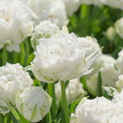 Tulpe Snow Crystal® | 10 Stück | Blumenzwiebel | Schnittblume | Weiß | 100% Blütegarantie | QFB Gardening | Gefüllt | Spät Blühend | Gefranst | Tulpenzwiebeln
