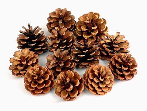 QHZHANG 30 Pack Natural Pine Cones for DIY Christmas Tree Fall Decor