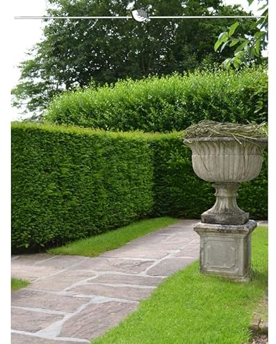 Taxus baccata Gemeine Eibe 120-140 cm. 7 Koniferen. Immergrün & Winterhart