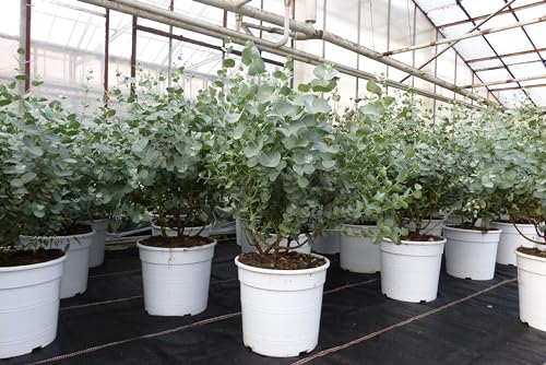 gruenwaren jakubik Eucalyptus Gunni Gunnii Busch Kugel Eukalyptusbaum, Höhe 35-40 cm Pflanze winterhart