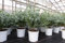gruenwaren jakubik Eucalyptus Gunni Gunnii Busch Kugel Eukalyptusbaum, Höhe 35-40 cm Pflanze winterhart