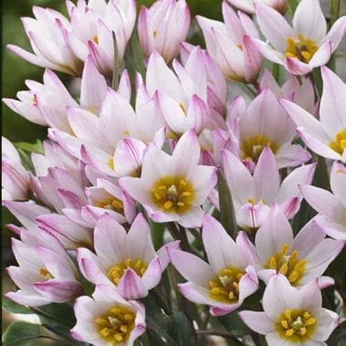 Botanische Niedriege Tulpen Tulpenzwiebeln Onion Farbe Sorte zur Auswahl Knollen winterhart mehrjährig Tulpe (Hilde 5 Stk.)