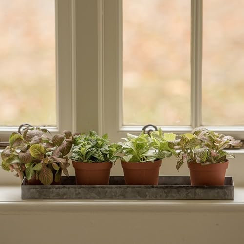 Crocus Collection 40cm Windowsill Planter Metal Drip Tray Watering Saucer for Small Pots Dark Galvanised Zinc