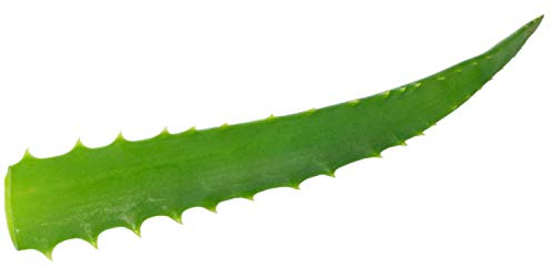 VONDERWEID - Bio Aloe Arborescens Blätter, Made in Italy, aus Bio-Pflanzen im Alter von 5 Jahren, Heilpflanze nach Pater Zagos Rezept (4)