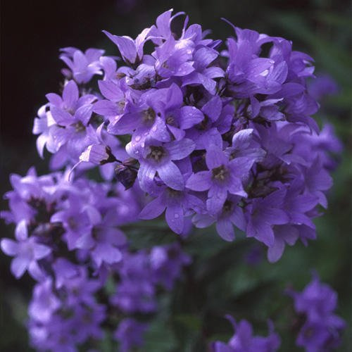 Campanula lactiflora Varietà di Prichard x 100 Fresh Seed