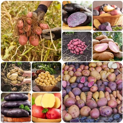 400 pcs kartoffeln balkon samen - gemüsesamen alte sorten kartoffelsamen kartoffel samen,saatkartoffeln,Solanum tuberosum, gemüsepflanzen balkon kräutergarten seltene pflanzen büropflanzen