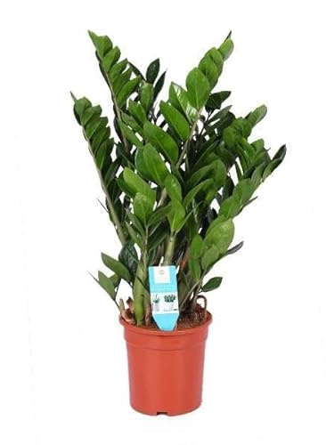 Zamioculcas Zamiifolia - 85-95cm - Ø21cm - Zimmerpflanze - Immergrün
