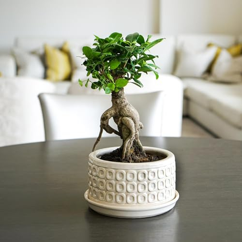 Ivyline Vaso rotondo per bonsai, color crema, impermeabile e resistente, vaso da fiori in ceramica smaltata di alta qualità, per interni, 38,5 x 20 cm